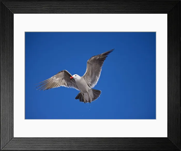 Framed Print : Heermann's Gull - adult - Taking off Mexico Framed Print : Heermann's Gull - adult - Taking off Mexico