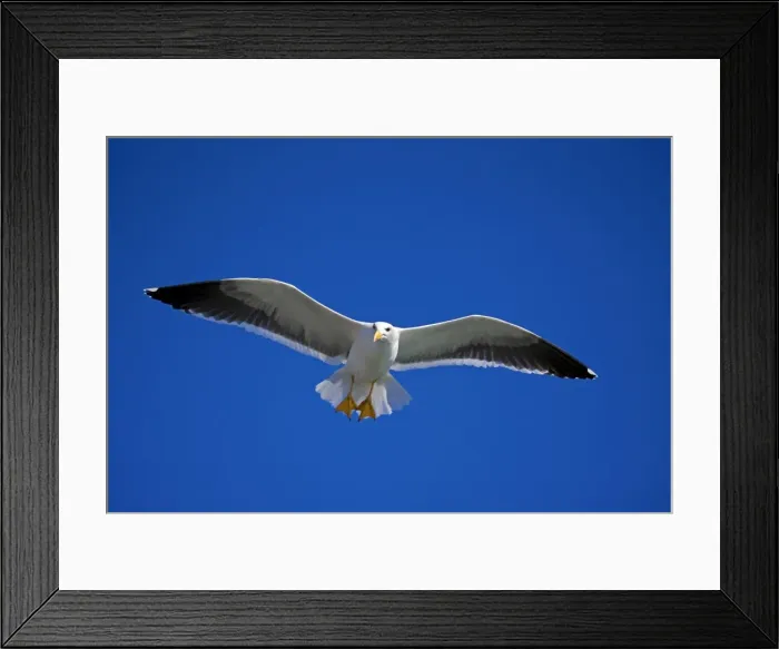Framed Print : Yellow-footed Gull - adult - Soaring Sonora - Mexico Framed Print : Yellow-footed Gull - adult - Soaring Sonora - Mexico
