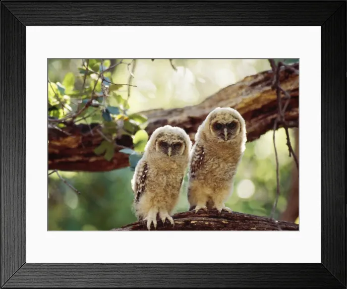 Framed Print : Spotted Owl - Mexican subspecies, fledglings on branch, Endangered (threatened) species. Arizona, USA Framed Print : Spotted Owl - Mexican subspecies, fledglings on branch, Endangered (threatened) species. Arizona, USA