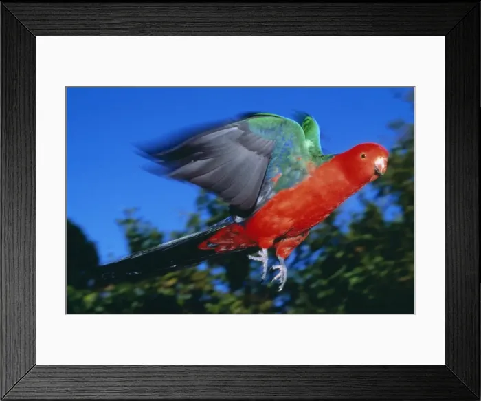 Framed Print : King Parrot Rainforest, Australia