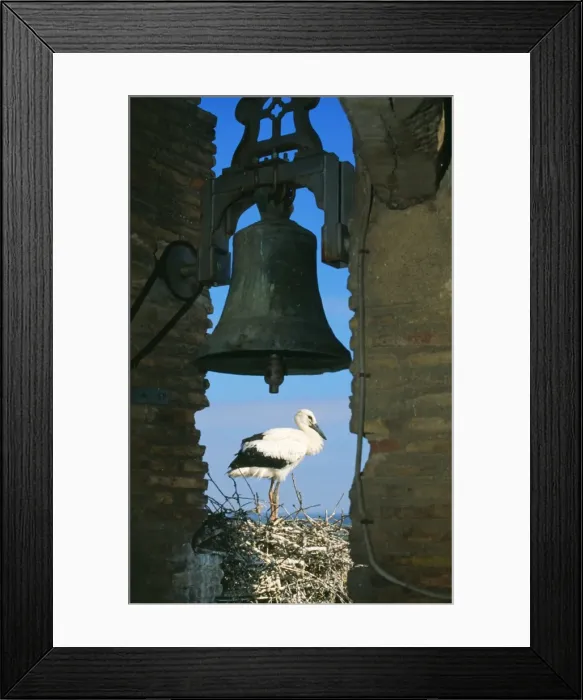 Framed Print : White Stork Framed Print : White Stork