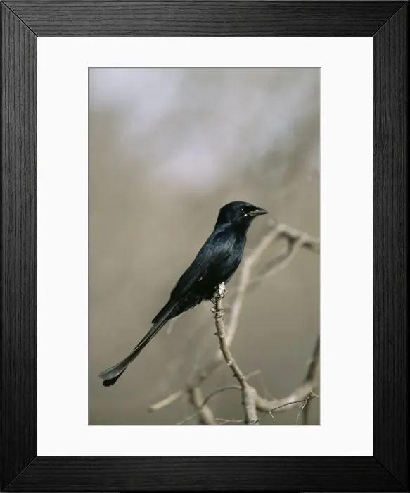 Framed Print : Black Drongo Ranthambhore National Park, India Framed Print : Black Drongo Ranthambhore National Park, India