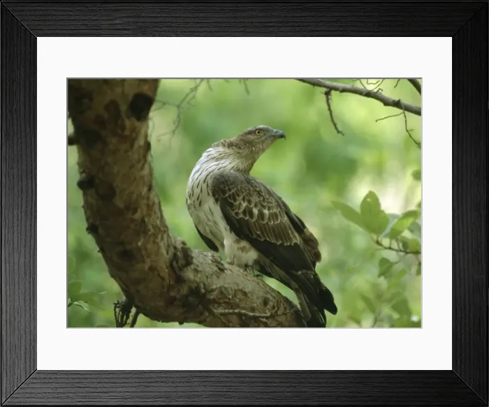 Framed Print : Oriental Honey Buzzard - Perched on branch. India Framed Print : Oriental Honey Buzzard - Perched on branch. India