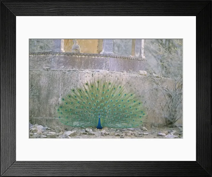 Framed Print : Peacock / Indian Peafowl Ranthambhore National Park, India Framed Print : Peacock / Indian Peafowl Ranthambhore National Park, India