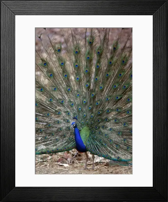 Framed Print : Blue Indian Peafowl / Peacock - Displaying feathers Ranthambhore NP, Rajasthan, India Framed Print : Blue Indian Peafowl / Peacock - Displaying feathers Ranthambhore NP, Rajasthan, India