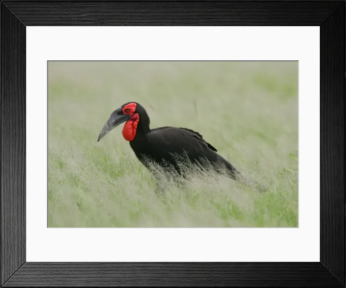 Framed Print : Ground Hornbill - Hwange National Park, Zimbabwe, Africa Framed Print : Ground Hornbill - Hwange National Park, Zimbabwe, Africa