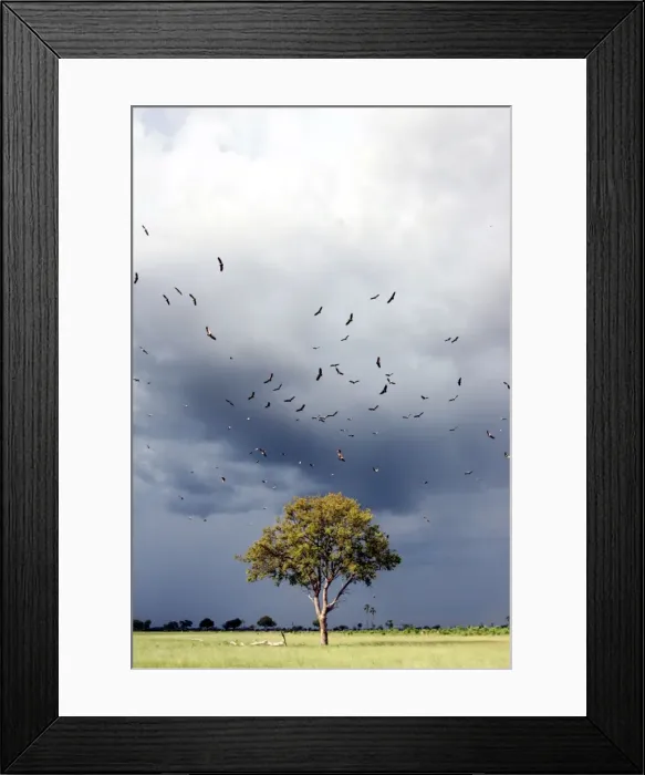 Framed Print : Vultures - Above Leadwood Tree Hwange National Park, Zimbabwe, Africa Framed Print : Vultures - Above Leadwood Tree Hwange National Park, Zimbabwe, Africa