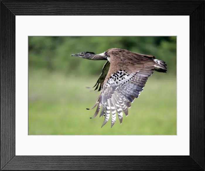 Framed Print : Kori Bustard - In flight Hwange National Park, Zimbabwe, Africa Framed Print : Kori Bustard - In flight Hwange National Park, Zimbabwe, Africa