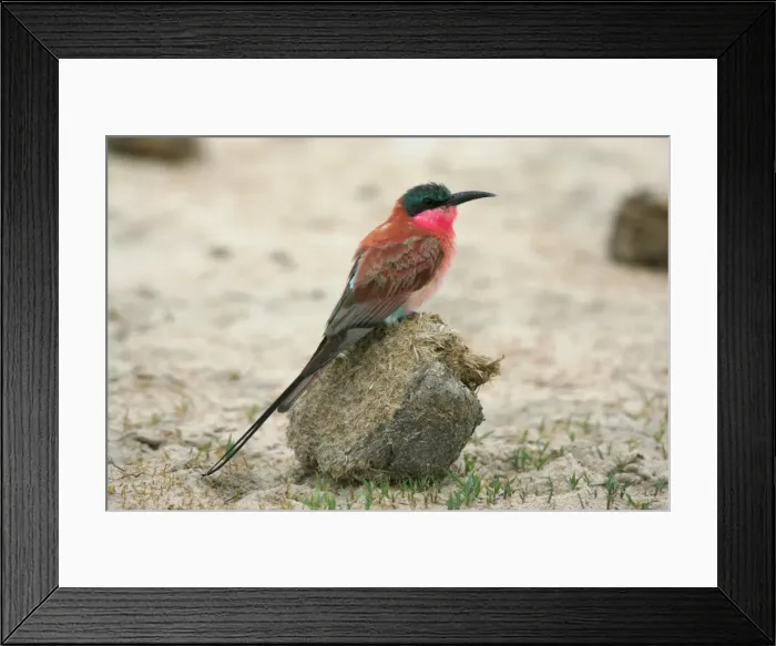 Framed Print : Carmine Bee-Eater - On dung ball Hwange National Park, Zimbabwe, Africa Framed Print : Carmine Bee-Eater - On dung ball Hwange National Park, Zimbabwe, Africa