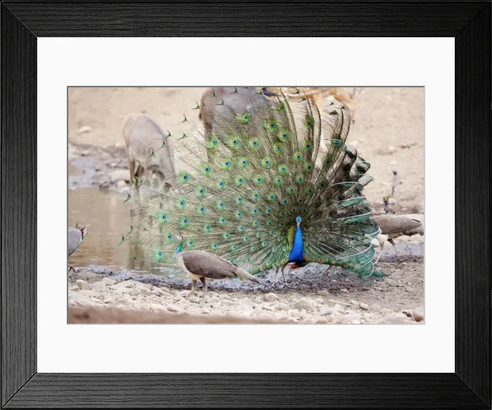 Framed Print : Peacock - displaying to peahen. Ranthambhore National Park, Rajaasthan, India Framed Print : Peacock - displaying to peahen. Ranthambhore National Park, Rajaasthan, India