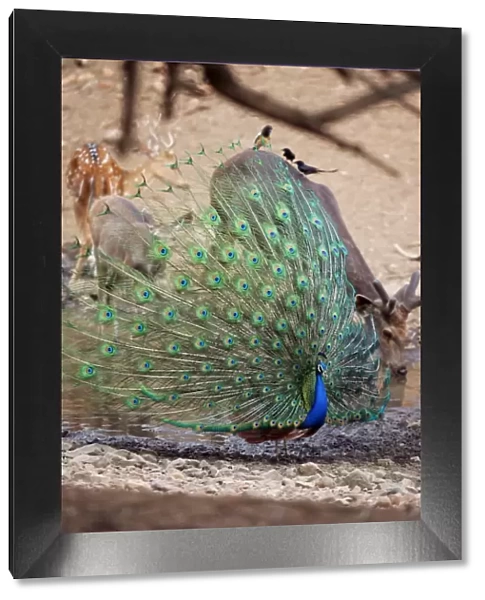 Peacock - Displaying Ranthambhore National Park, Rajasthan, India