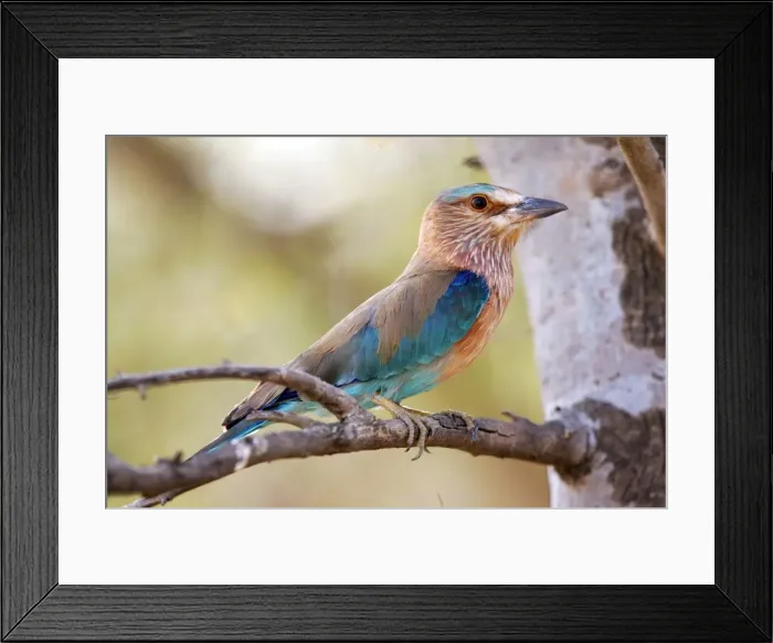 Framed Print : Indian Roller Ranthambhore National Park, Rajasthan, India Framed Print : Indian Roller Ranthambhore National Park, Rajasthan, India
