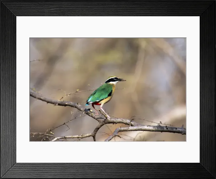 Framed Print : Indian Pitta Ranthambhore National Park, Rajasthan, India Framed Print : Indian Pitta Ranthambhore National Park, Rajasthan, India
