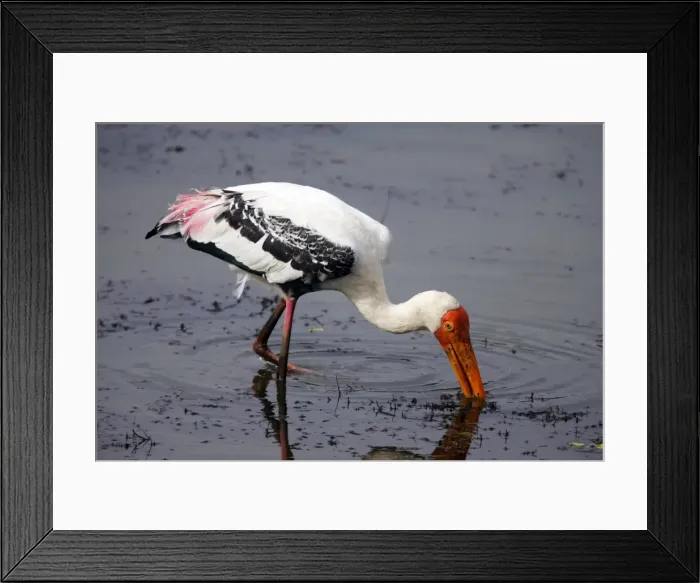 Framed Print : Painted Stork Ranthambhore National Park, Rajasthan, India Framed Print : Painted Stork Ranthambhore National Park, Rajasthan, India