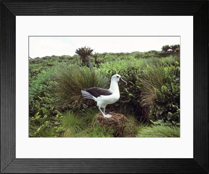 Framed Print : Atlantic Yellow-nosed Albatross - on nest Gough Island Framed Print : Atlantic Yellow-nosed Albatross - on nest Gough Island