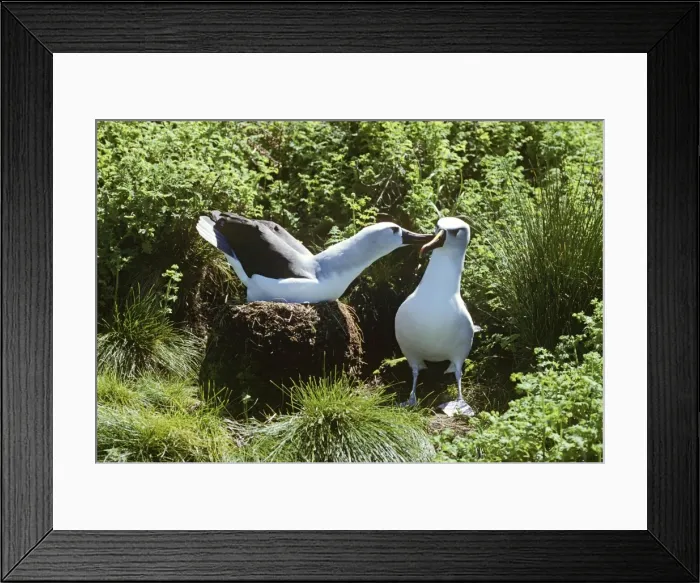 Framed Print : Yellow-nosed Albatross - displaplaying Gough Island formerly Diomedea chlororhynchos