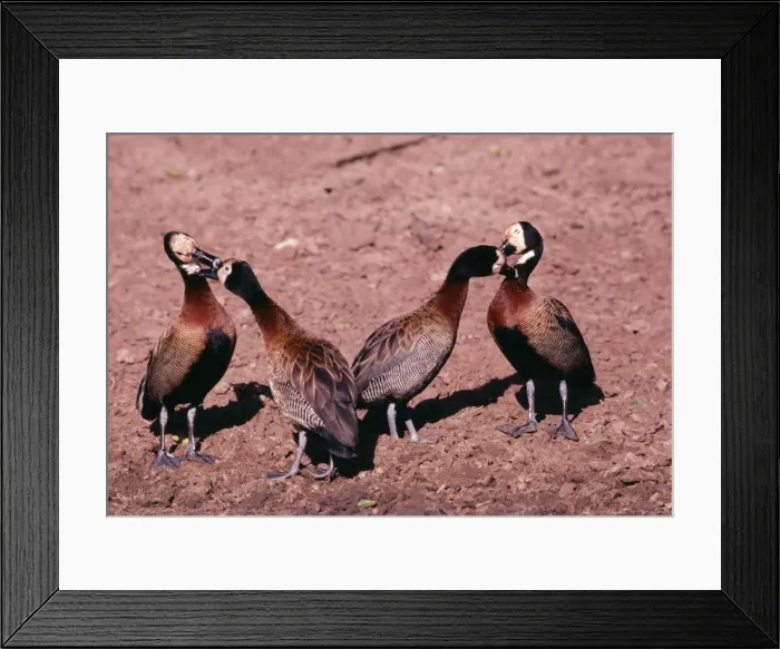 Framed Print : White-faced Ducks / White-faced Whistling-ducks / White-faced Tree-ducks Allo-preening, allo-grooming, head grooming. Distribution: Central America, South America, Africa Framed Print : White-faced Ducks / White-faced Whistling-ducks / White-faced Tree-ducks Allo-preening, allo-grooming, head grooming. Distribution: Central America, South America, Africa