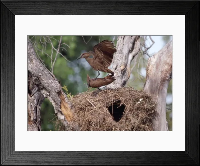 Framed Print : Hammerkop - at nest displaying Chobe, Botswana, Africa Framed Print : Hammerkop - at nest displaying Chobe, Botswana, Africa