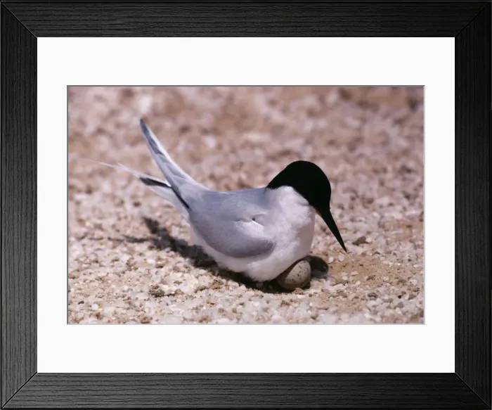 Framed Print : Damara Tern Namibia, Africa Framed Print : Damara Tern Namibia, Africa