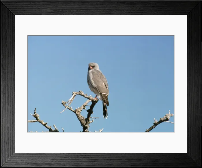 Framed Print : Gabar Goshawk - adult plumage Framed Print : Gabar Goshawk - adult plumage