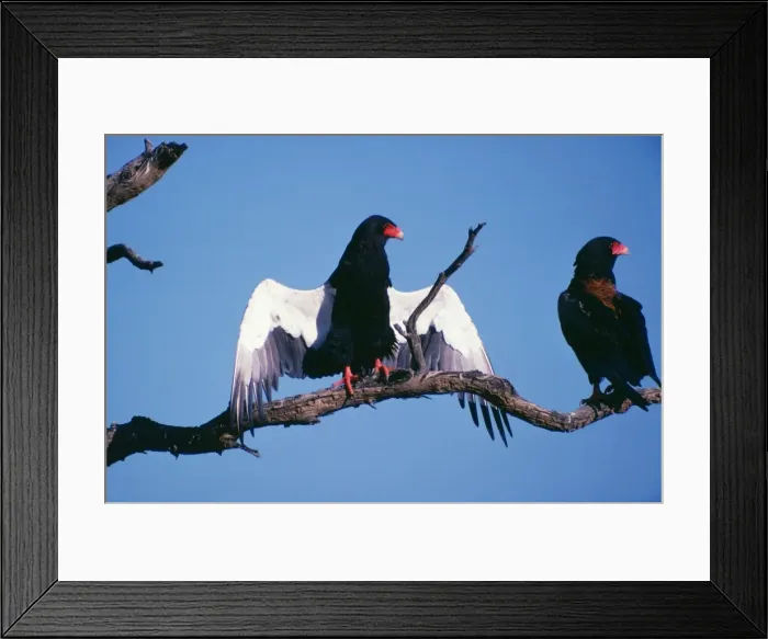 Framed Print : Bateleur Eagle Framed Print : Bateleur Eagle