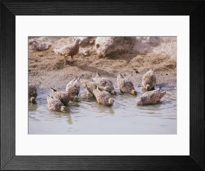 Framed Print : Spotted Sandgrouse - drinking Framed Print : Spotted Sandgrouse - drinking
