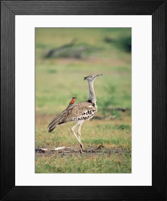 Framed Print : Carmine Bee-eater - using Bustard as perch, hawking insects Framed Print : Carmine Bee-eater - using Bustard as perch, hawking insects