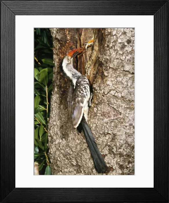 Framed Print : Red-billed Hornbill Framed Print : Red-billed Hornbill