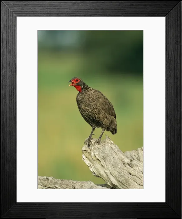 Framed Print : Swainsons Francolin South Africa Framed Print : Swainsons Francolin South Africa