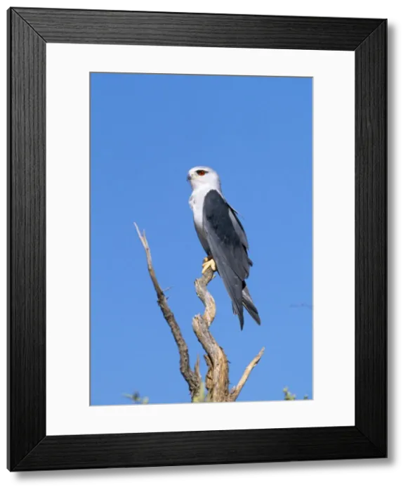 Framed Print : Black Shouldered Kite Kalahari Gemsbok National Park South Africa Framed Print : Black Shouldered Kite Kalahari Gemsbok National Park South Africa
