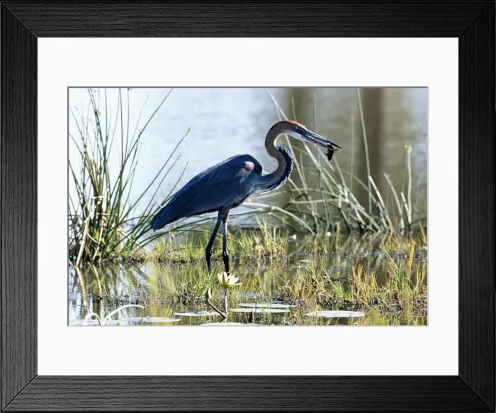 Framed Print : Goliath Heron Kruger National Park, South Africa Framed Print : Goliath Heron Kruger National Park, South Africa