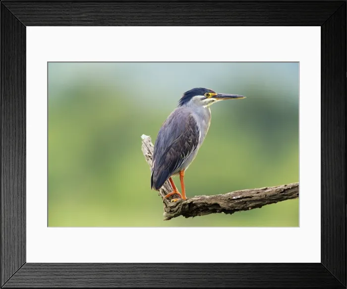 Framed Print : Green-backed / Striated Heron Kruger National Park, South Africa Framed Print : Green-backed / Striated Heron Kruger National Park, South Africa