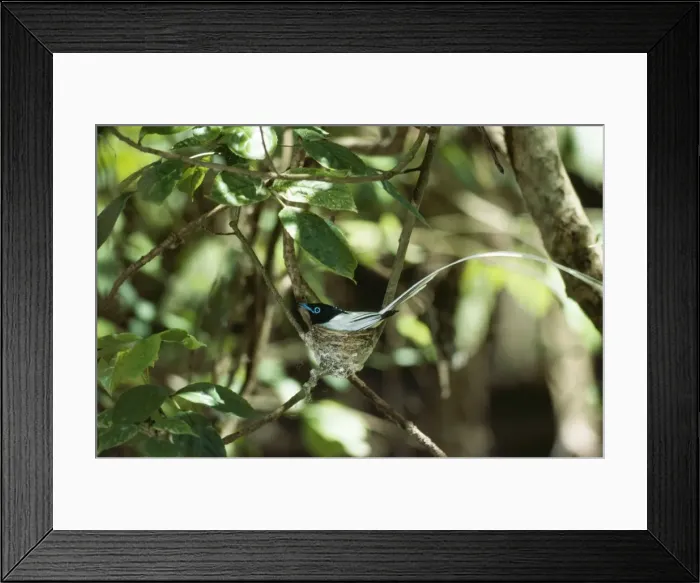 Framed Print : Asian Paradise Flycatcher - male Nepal Framed Print : Asian Paradise Flycatcher - male Nepal