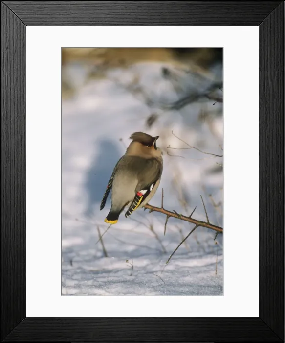 Framed Print : European Waxwing Framed Print : European Waxwing