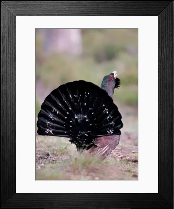 Framed Print : Capercaillie Framed Print : Capercaillie