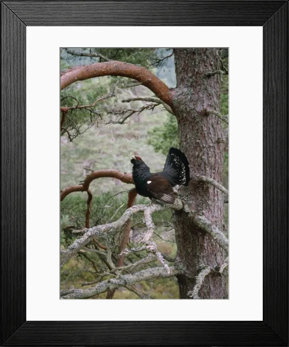 Framed Print : Capercaillie Framed Print : Capercaillie