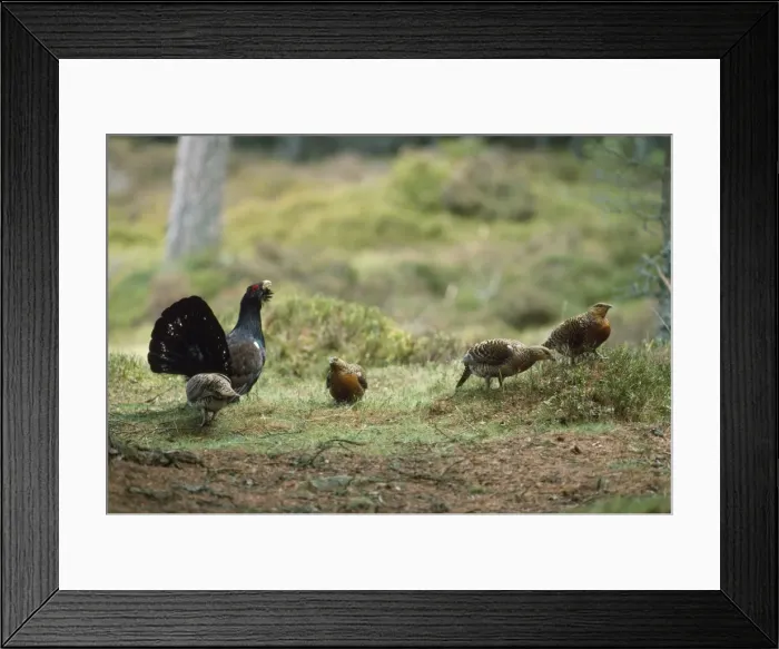 Framed Print : Capercaillie - displaying to females Framed Print : Capercaillie - displaying to females
