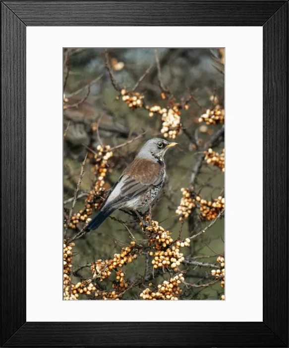 Framed Print : Fieldfare. CK-1302. FIELDFARE - ON BERRIES Framed Print : Fieldfare. CK-1302. FIELDFARE - ON BERRIES