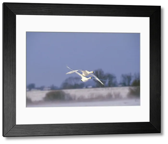 Framed Print : Whooper Swan - x2 in flight Framed Print : Whooper Swan - x2 in flight