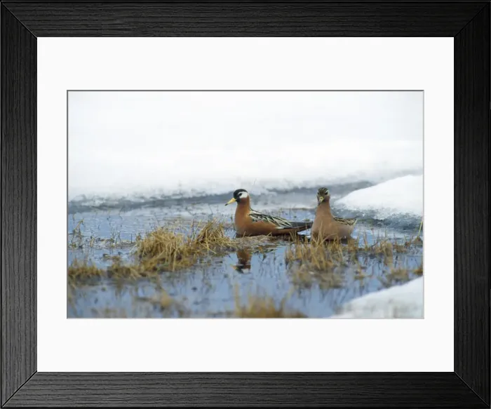 Framed Print : Grey Phalaropes - summer Siberia Framed Print : Grey Phalaropes - summer Siberia