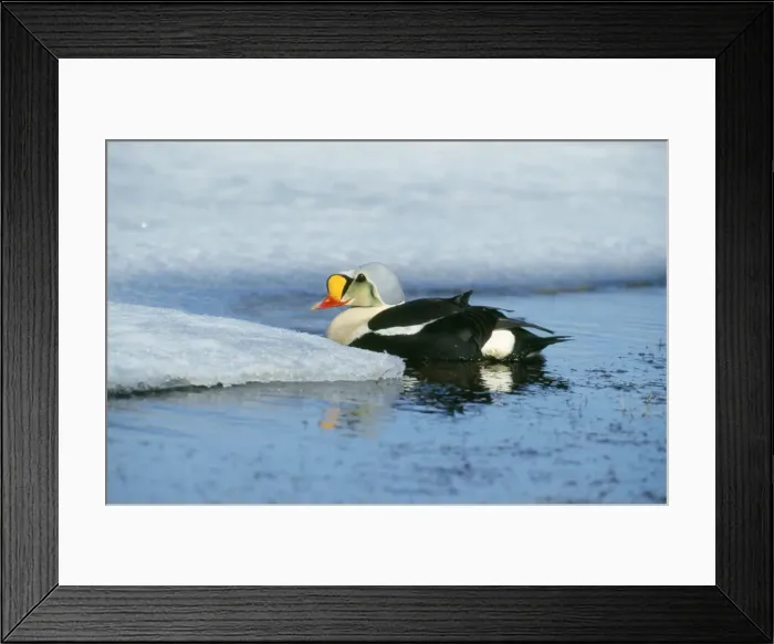 Framed Print : King Eider Duck Framed Print : King Eider Duck