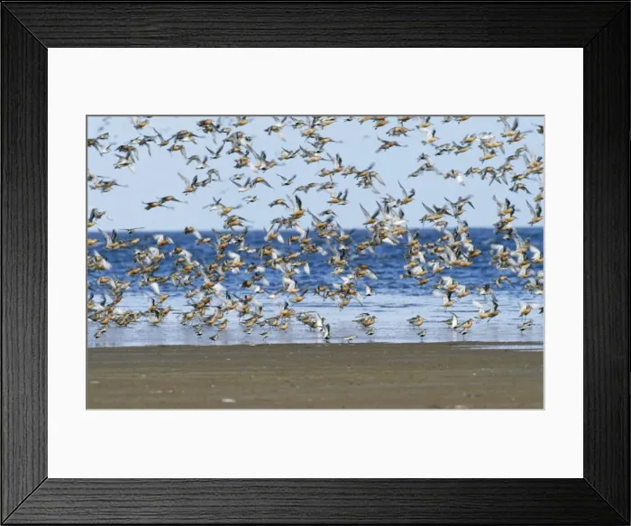 Framed Print : Dunlin - Mass flock in flight on beach Framed Print : Dunlin - Mass flock in flight on beach