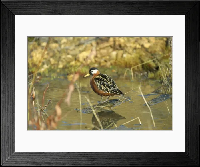 Framed Print : Grey Phalaropes Framed Print : Grey Phalaropes