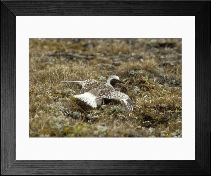 Framed Print : Grey / Black-bellied Plover Feigning injury Framed Print : Grey / Black-bellied Plover Feigning injury