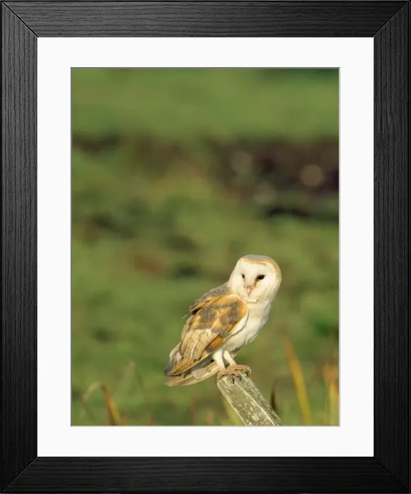 Framed Print : Barn Owl. CK-1819-c. Barn Owl. Tyto alba Framed Print : Barn Owl. CK-1819-c. Barn Owl. Tyto alba