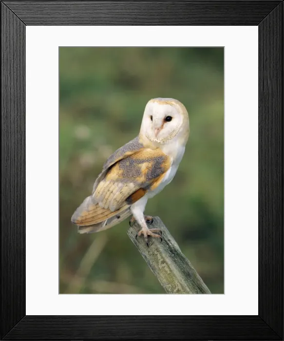 Framed Print : Barn Owl. CK-1820. BARN OWL - perching. Tyto alba Framed Print : Barn Owl. CK-1820. BARN OWL - perching. Tyto alba