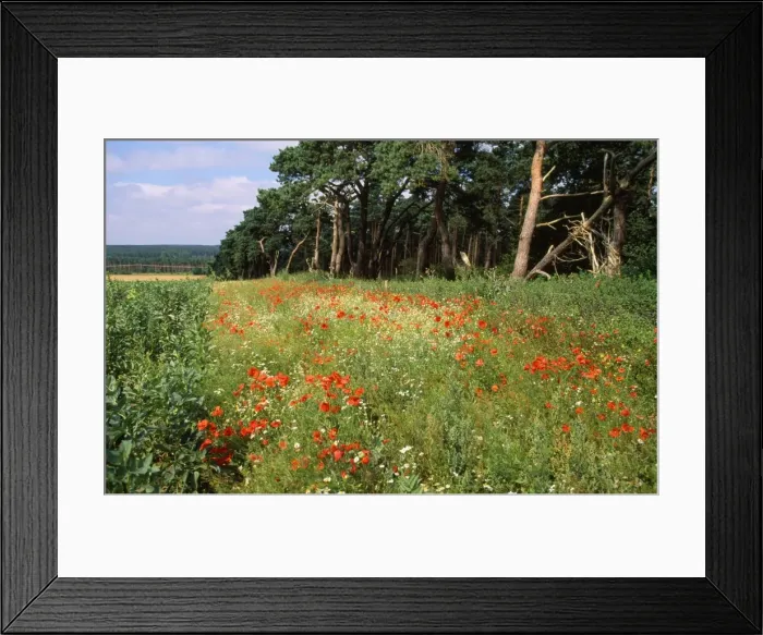 Framed Print : Farming - showing consevation headland & field margin, strips of land lying between the field boundary which are deliberately managed to create conditions which benefit key farmland species. Breckland, Norfolk, UK Framed Print : Farming - showing consevation headland & field margin, strips of land lying between the field boundary which are deliberately managed to create conditions which benefit key farmland species. Breckland, Norfolk, UK