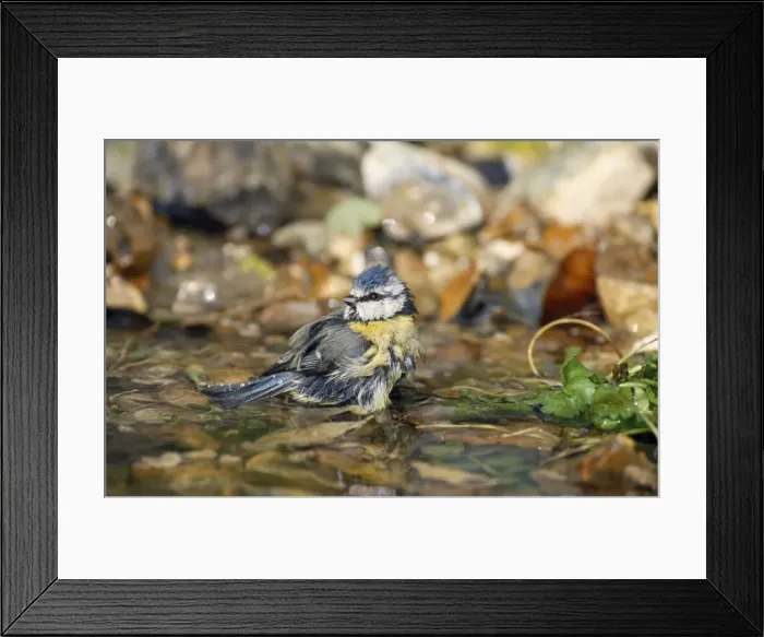 Framed Print : Blue Tit. CK-2008. BLUE TIT -NEAR WATER. Parus caeruleus Framed Print : Blue Tit. CK-2008. BLUE TIT -NEAR WATER. Parus caeruleus