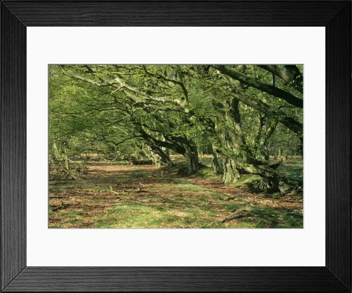 Framed Print : Hornbeam Trees Framed Print : Hornbeam Trees