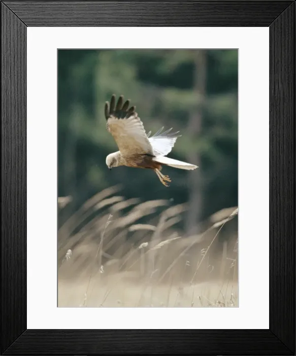 Framed Print : Marsh Harrier Framed Print : Marsh Harrier
